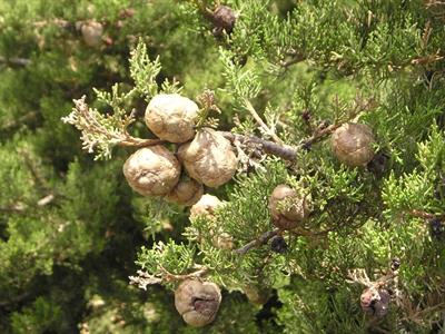 Cupressus sempervire